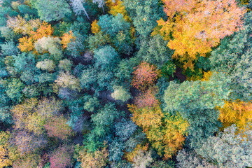 Bird's-eye view of autumn-colored forest in Taunus Germany