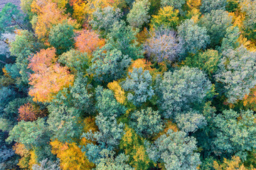 Bird's-eye view of autumn-colored forest in Taunus Germany