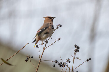 bird on a branch