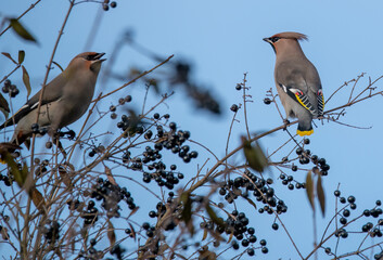 bird on a branch
