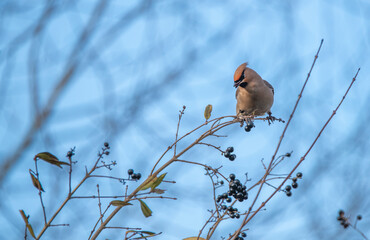 bird on branch