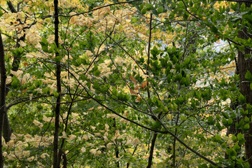 White Mountains, Fall, Colors, Autumn, Fall colors, New Hampshire, Forest, Trees, Nature, Landscape, Art, Red, Orange, Green, Pond, Lake, Water, Sky, Clouds, Sun