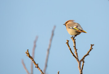 sparrow on a branch