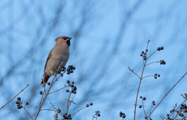 bird on a branch