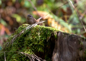 red headed woodpecker