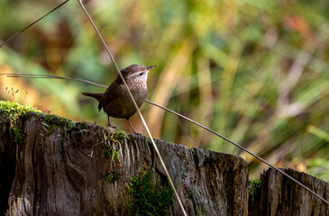 black headed woodpecker