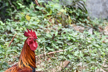 Portrait of a rooster's head with a red comb
