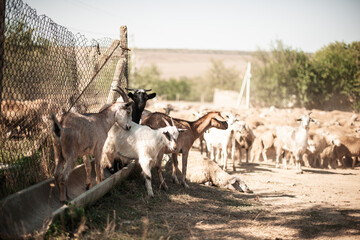 a flock of sheep and goats at a watering hole in a distant village