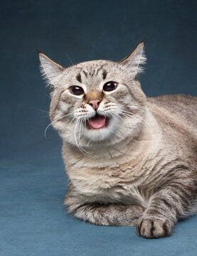 funny cat on a blue background. Pet in the photo studio
