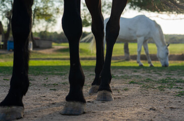 Fototapeta premium Brown horse legs and white horse background