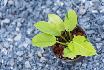 Closeup to Philodendron Ruaysap Marble Variegated