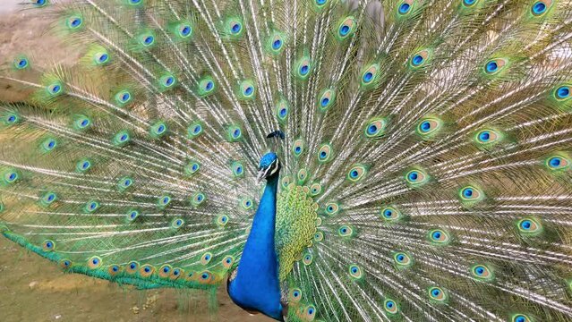 A peacock at the zoo