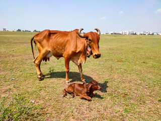 A new-born calf is sitting on the ground, looking at its mother