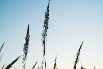 Obraz premium reed in the wind