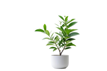 Plant on White Background Generative AI
