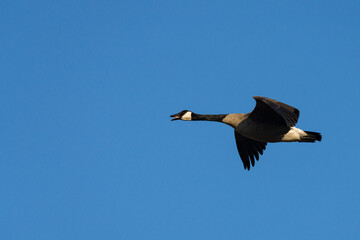 Canada Goose Flying with Wings Spread and Blue Sky