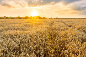 Naklejka premium scenic evening in golden wheat field with rustic road, amazing cloudy sunset. rural agriculture landscape of nature view