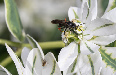 fly on a flower