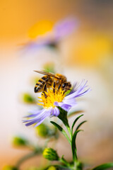 Honey bee (Apis) pollinating an aster flower, the lilac-violet common Michaelmas daisy (Symphyotrichum x salignum). Macro close up of insect in a sunny garden in late September with blurred background