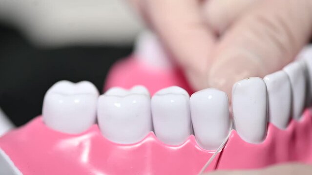 Model of a jaw with dental floss on a background close-up in video
