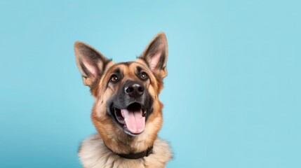 Generate a photography of german shepherd puppy - obrazy, fototapety, plakaty