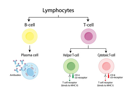 Types of Lymphocytes, adaptive immune system, cytotoxic and Helper t cells, B cell, plasma cell and memory cell. vector illustration.	