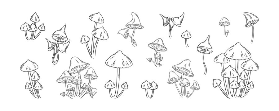 Forest mushrooms set. Psychedelic and edible mushrooms for nature aesthetics designs. Vector illustration isolated in white background