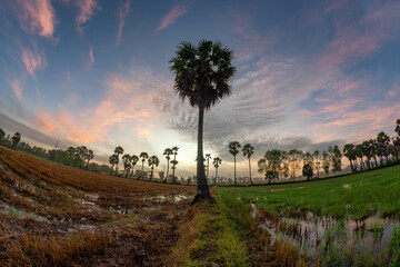 Ta Pa rice fields are beautiful in the morning, interspersed with beautiful and peaceful jaggery...