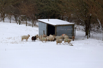 Flock of sheep standing at the shelter in snow in winter time.