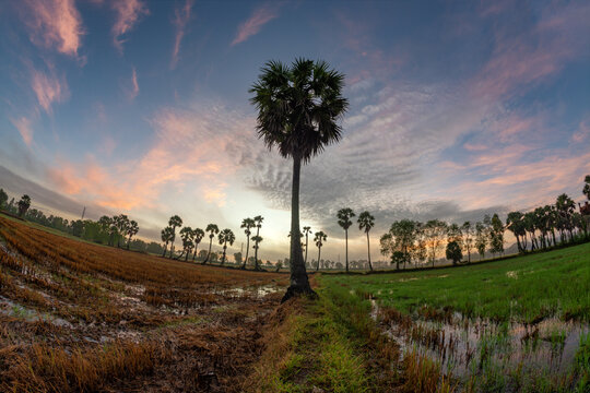 Ta Pa rice fields are beautiful in the morning, interspersed with beautiful and peaceful jaggery trees in the border delta of Vietnam