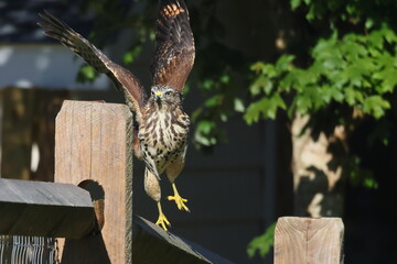 Cooper's hawk perched flying off perch. 