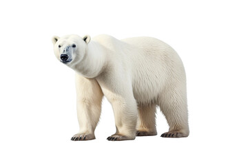 Polar Bear on White Background - Generative AI