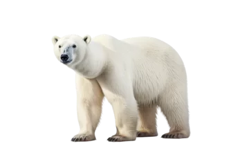 Foto op Canvas Polar Bear on White Background - Generative AI © Moostape