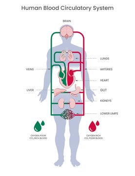 Human circulatory system and Blood circulates through arteries and veins vector illustraion