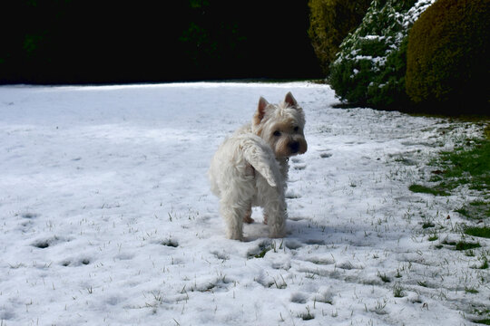 West Highland White Terrier. A cute dog stands on white snow covered in green grasses in the garden in the winter season in The UK.