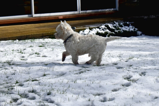 West Highland White Terrier. Side views of a  cute dog walking on white snow in the backyard garden.