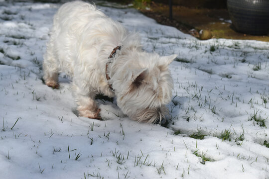 Close-up of a cute dog snipping on white snow with sunlight in the garden. West Highland White Terrier.