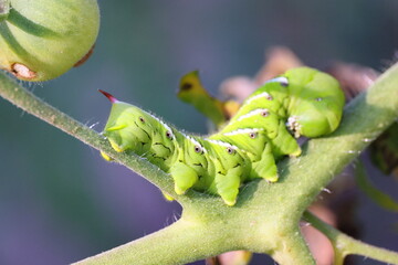 green tomato hornworm caterpillar on a leaf. 