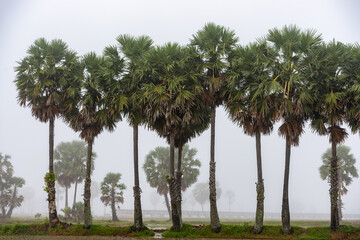 Obraz premium Ta Pa rice fields are beautiful in the morning, interspersed with beautiful and peaceful jaggery trees in the border delta of Vietnam