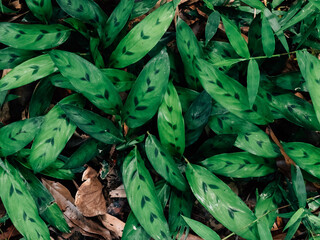 green leaves background
