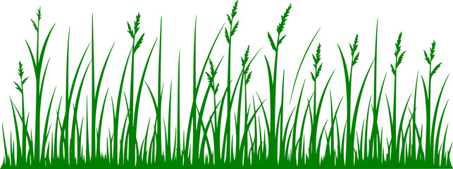 Green Grass Illustration  with transparant background
