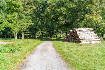 path in the forest