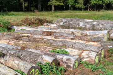 felled trees on the roadside