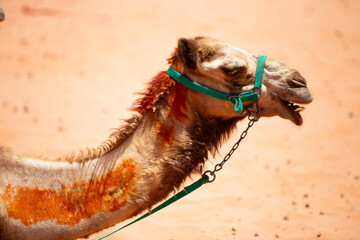 Cabeza de dromedario