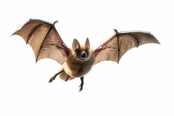 bat isolated on white background,A photo realistic image of a bat in flight