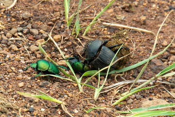 Scarabée sacré, bousier, Scarabaeus sacer, Parc national Kruger, Afrique du Sud