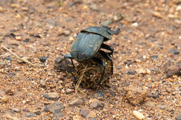 Scarabée sacré, bousier, Scarabaeus sacer, Parc national Kruger, Afrique du Sud