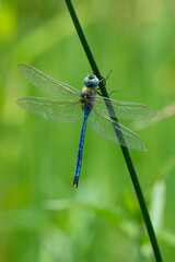 æschne azurée, Aeshna caerulea