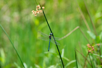 æschne azurée, Aeshna caerulea