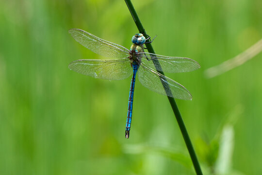 &aelig;schne azur&eacute;e, Aeshna caerulea